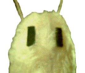 Possibly a snail?